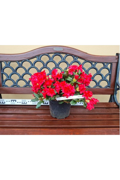 Рододендрон Скарлет Вондер  - 5л/вис.20-25см/Ø40-50см